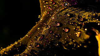 Leaf water drops dark background - a close up of a leaf free wallpaper