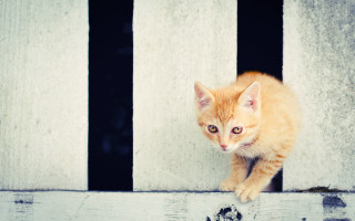 Orange kitten window ledge animal - a small orange kitten free wallpaper