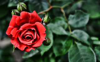 Red rose blooming garden bokeh - a red rose free wallpaper
