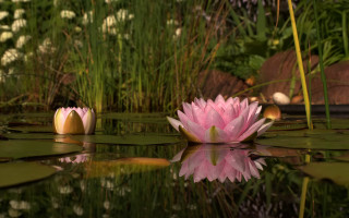 Pink flower pond lily pads 2 - a reflection of the water free wallpaper for desktop