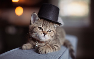 Cat hat couch steampunk bokeh - steampunk free wallpaper
