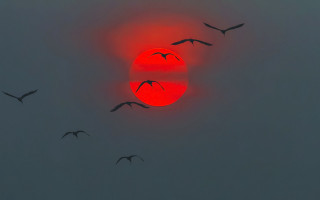 Birds sunset sky matte castle - a flock of birds free wallpaper for desktop
