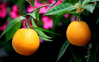 Two oranges pink flowers green - two orange free wallpaper
