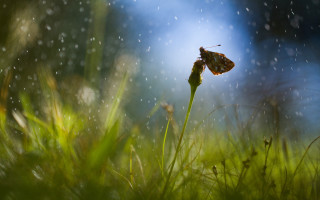 Insect blade grass rain magic - a green grass free wallpaper