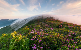Mountain clouds flowers mist neo - mist free wallpaper for desktop