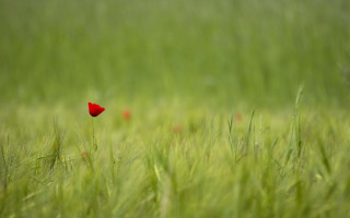 Red flower grassy field shallow - grassy free wallpaper for desktop