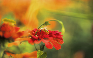 Bee red flower orange garden - bessie wheeler free wallpaper