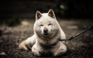 White dog shiba inu leash - a leash free wallpaper