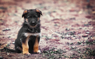 Puppy sad field grass dirt - a puppy free wallpaper