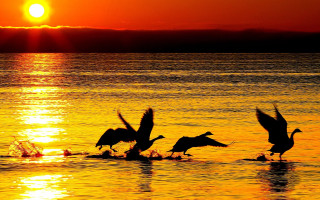 Birds sunset water dawn silhouette - a group of birds free wallpaper for desktop