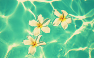 Three flowers water ripples blue - the water surface free wallpaper