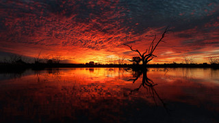 Sunset lake dead tree reflection - dead free wallpaper for desktop