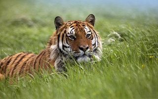 Tiger laying grass looking distance 2 - a tiger free wallpaper for desktop