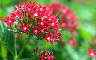 Red flower green leaves bokeh 4 - the background and a blurry background of the flower free wallpaper
