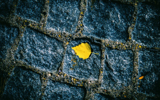 Yellow leaf blue surface night - a yellow leaf free wallpaper