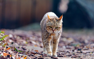 Cat walking woods leaves fence - angry free wallpaper