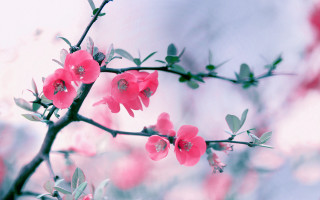 Pink flowers branch leaves sky - a sky background in the background free wallpaper