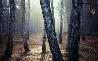 Autumn forest trail fog leaves - free halloween wallpaper