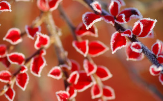 Frosted plant red flowers bokeh - micro free wallpaper