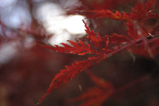 Red plant leaves blurry autumn - elinor proby adams free wallpaper