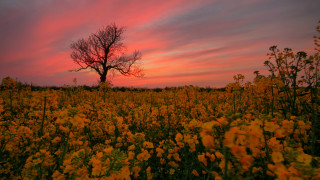Autumn sunset field flowers tree - dave allsop free wallpaper