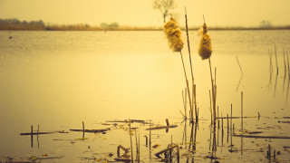 Lake plants water sunset silhouette - water free wallpaper for desktop
