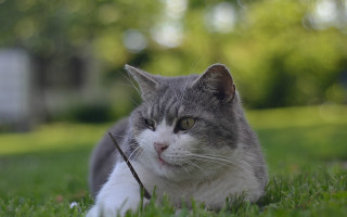 Cat grass stick background bokeh - a stick free wallpaper