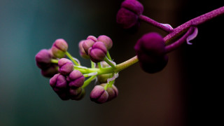 Purple flower closeup macro shallow - stem free wallpaper