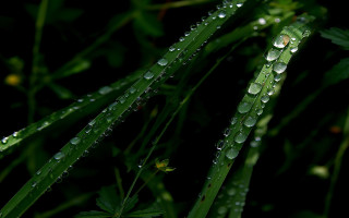 Water droplets plant macro nature 4 - a close up of a plant free wallpaper