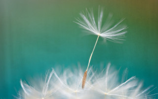 Dandelion white seeds wind green - a dandelion free wallpaper for desktop