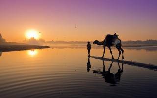 Camel beach sunset silhouette desert - egyptian art free wallpaper