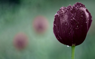 Purple flower water droplets gothic - dark color free wallpaper