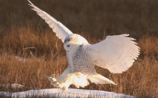 White owl flying over snowy - dynamic pose free wallpaper