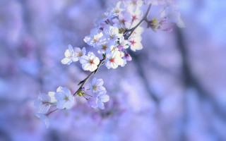 Branch white flower blurry background - the foreground and a blurry background free wallpaper