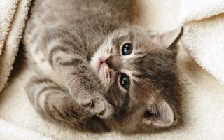 Kitten laying on blanket looking - its back free wallpaper for desktop