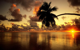 Palm tree sunset ocean clouds - the sky and a boat free wallpaper