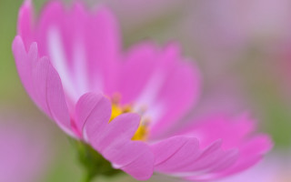 Pink flower macro blurry background 2 - a blurry background of flowers free wallpaper