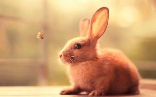 Small rabbit butterfly sunny magic - a small rabbit free wallpaper