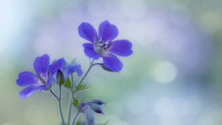 Purple flower bokeh macro bug - soft focus free wallpaper