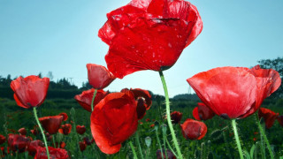 Red flower blue sky water - a few drop of water free wallpaper