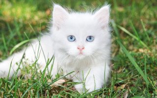 White kitten blue eyes grass 2 - a white kitten free wallpaper