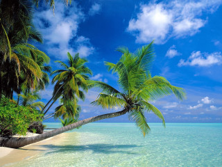 Palm tree beach clear water - free spring wallpaper for desktop