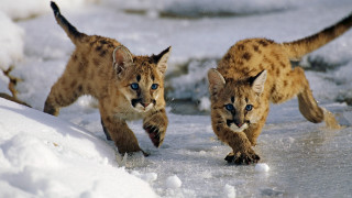Lynx cubs running snow colorized - the snow together free wallpaper for desktop