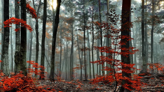 Red forest foggy sky autumn - a foggy sky in the background free wallpaper for desktop