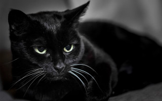 Black cat green eyes laying 5 - a black cat free wallpaper for desktop