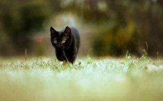 Black cat field trees blurry - anne nasmyth free wallpaper