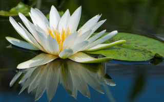 White water lily lotus nature - dirck van der lisse free wallpaper for desktop
