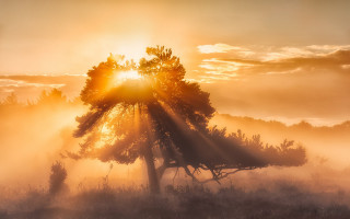 Tree fog sunshine crepuscular rays - crepuscular free wallpaper for desktop