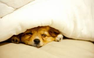 Dog sleeping blanket bed cave - morning free wallpaper