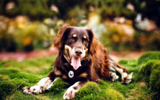 Dog grass tongue photorealism bokeh - tongue free wallpaper for desktop